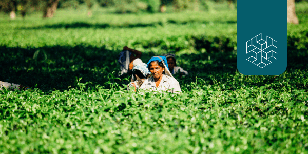 Indian Agriculture: Policies for Sustainable Transformation