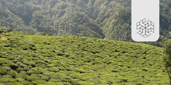 What is Brewing in Assam's Tea Industry?