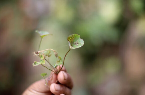 Kynbat pyllon, in Ranee’s garden is used to cure stomach ailments.