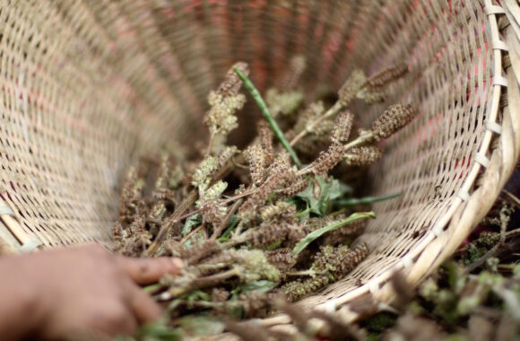 Khonglam harvests sesame seeds from her jhum field. “If I grow just one crop, where would I get the rest of our food from?” she asks, noting her reservations about monocultures.