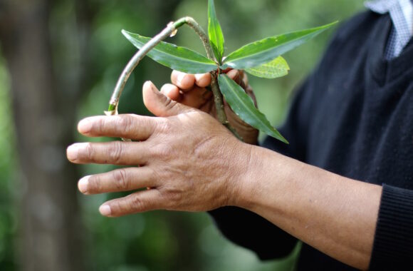 Ranee’s home garden has many medicinal plants. A relative shows how his wound was healed using a combination of two plants from the garden that are known for their blood-clotting properties.