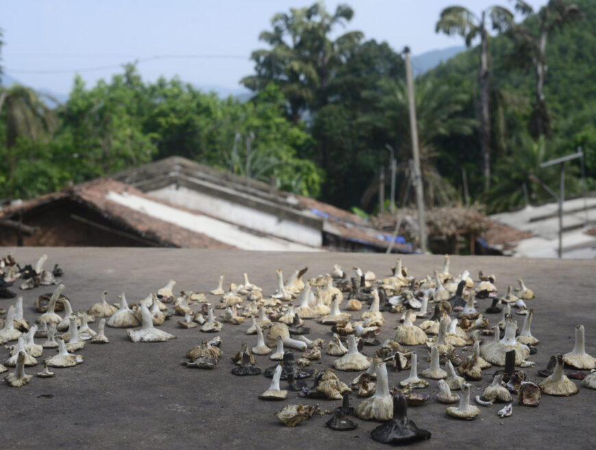 Mushroom collected from the forest being dried to be eaten beyond monsoon in Rayagada district of Odisha.  Several tribal communities are dependent on forests for their sustenance. They collect different varieties of mushrooms since they are a powerhouse of proteins, vitamins, and micronutrients, becoming vital to tribal diets