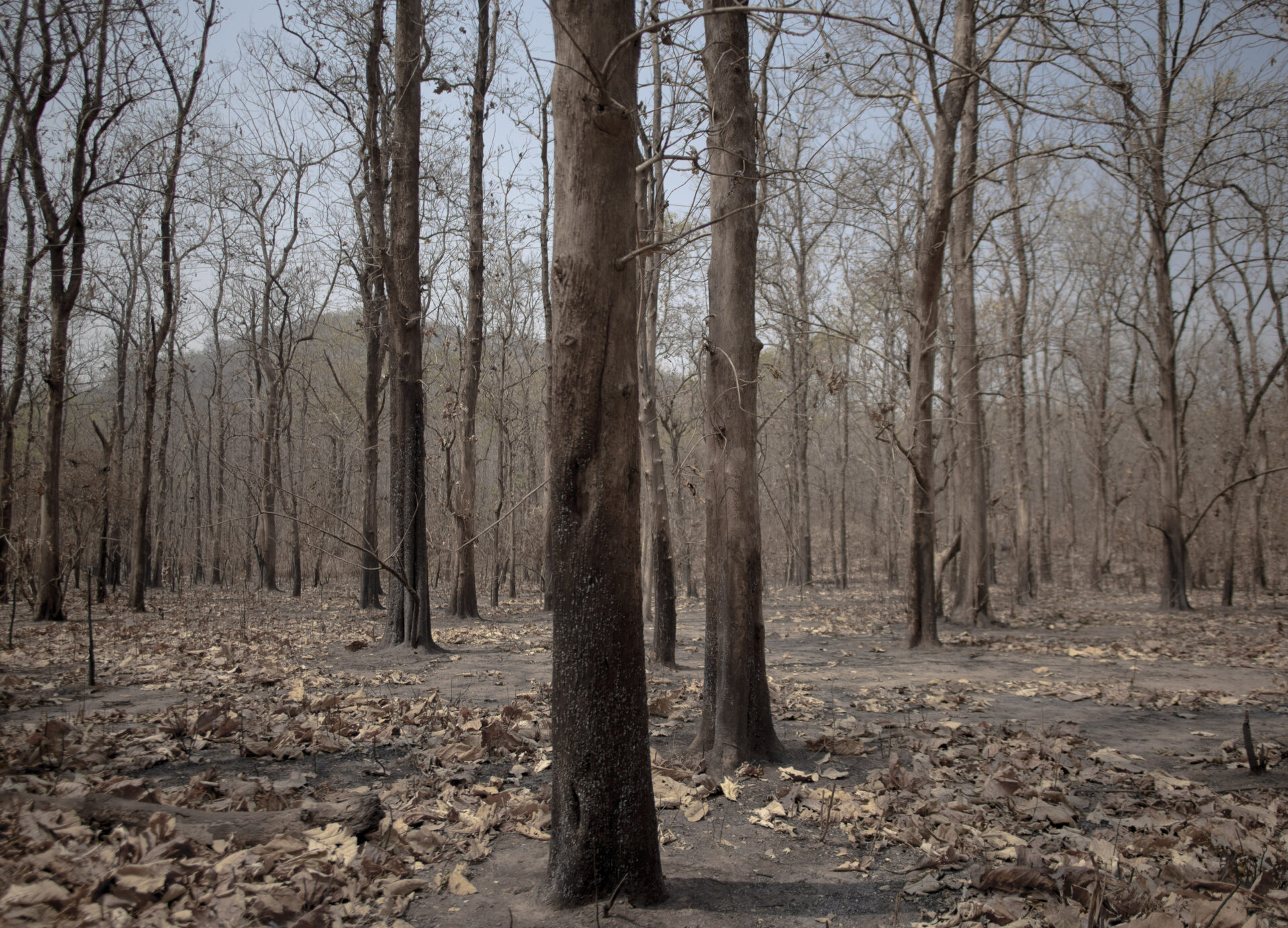 Up In Smoke—The Increasing Trend Of Forest Fires In Uttarakhand - SPRF