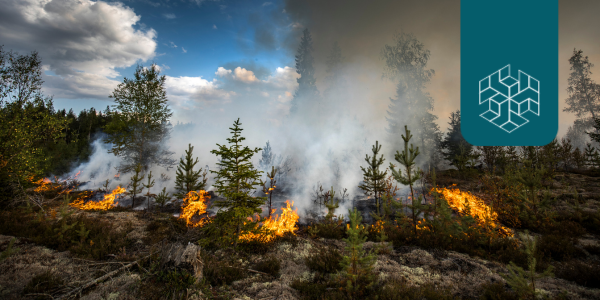 Burning Landscapes: Assessing the Concerns and Actualities of Forest Fires in India